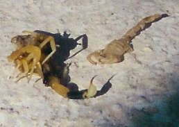 baby scorpions